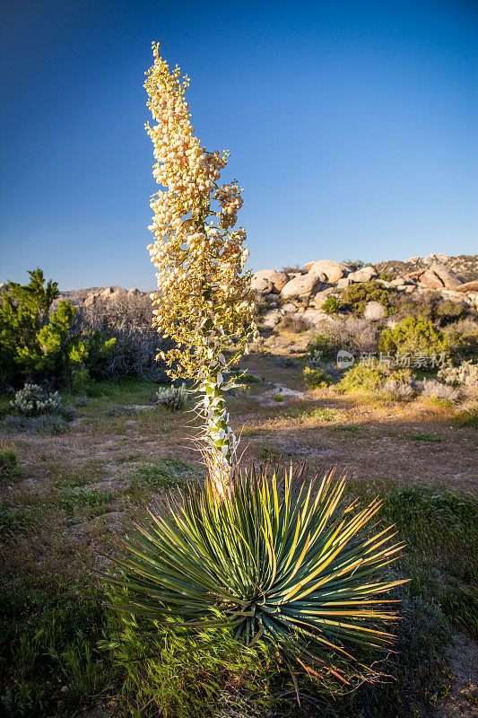 Chaparral Yucca, Anza-Borrego沙漠国家公园